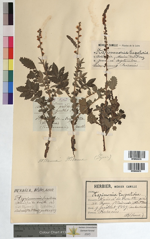 Agrimonia eupatoria (Rosaceae)