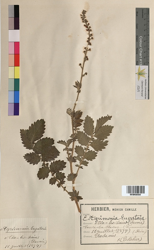 Agrimonia eupatoria (Rosaceae)