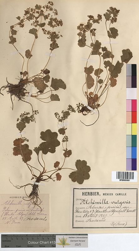 Alchemilla vulgaris (Rosaceae)