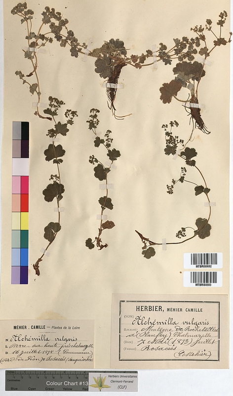 Alchemilla vulgaris (Rosaceae)