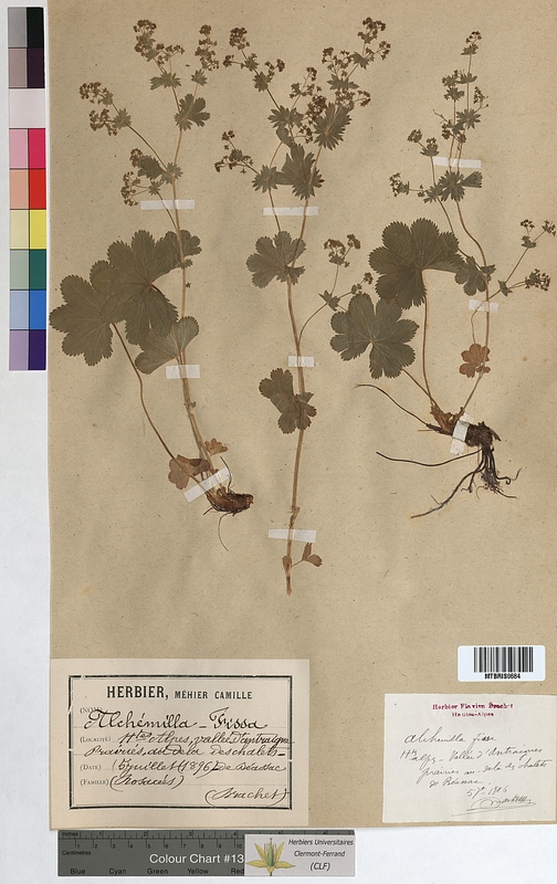 Alchemilla fissa (Rosaceae)