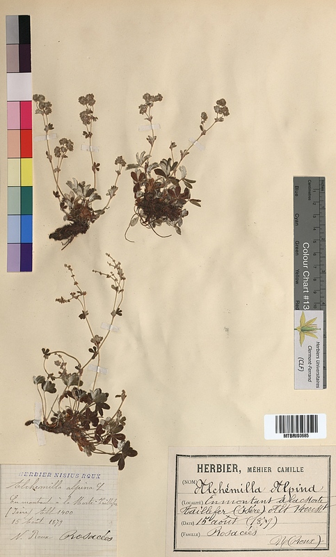 Alchemilla alpina (Rosaceae)