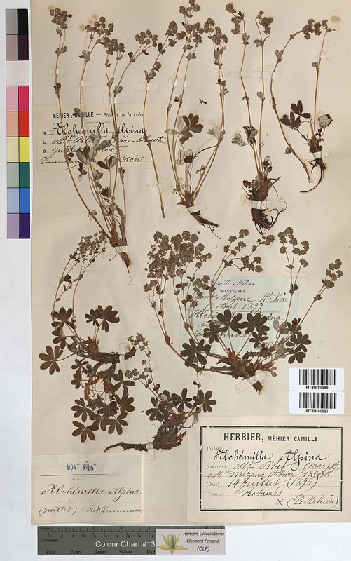 Alchemilla alpina (Rosaceae)