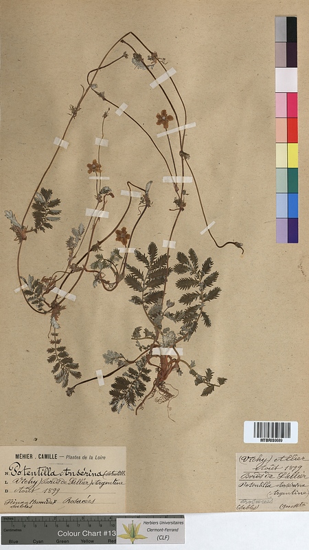 Potentilla anserina (Rosaceae)
