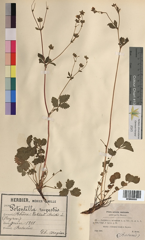 Potentilla rupestris (Rosaceae)