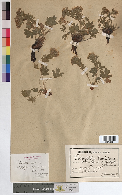 Potentilla caulescens (Rosaceae)