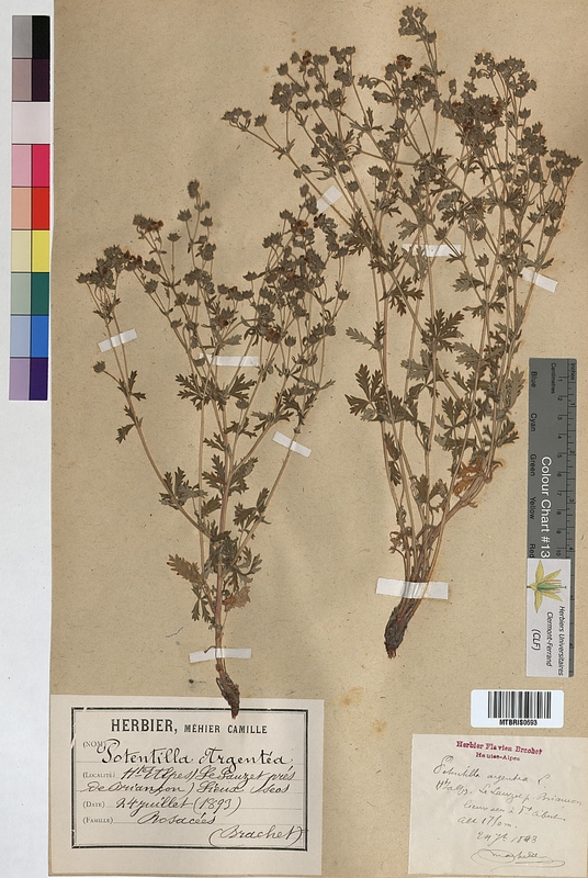 Potentilla argentea (Rosaceae)