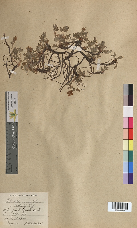 Potentilla cinerea (Rosaceae)