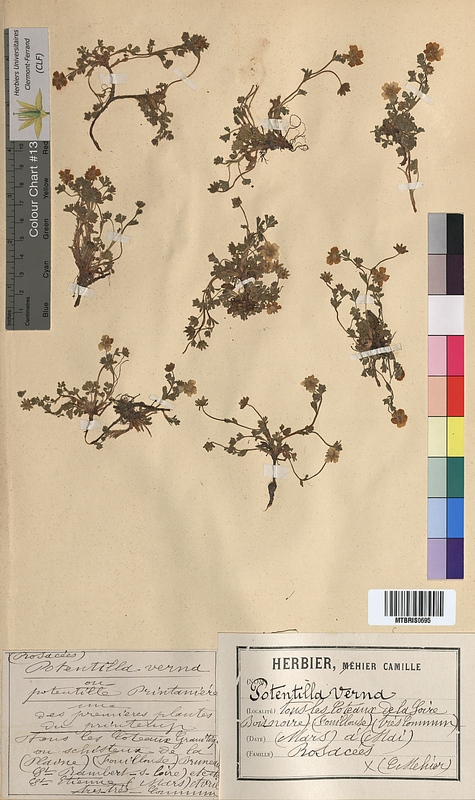 Potentilla verna (Rosaceae)