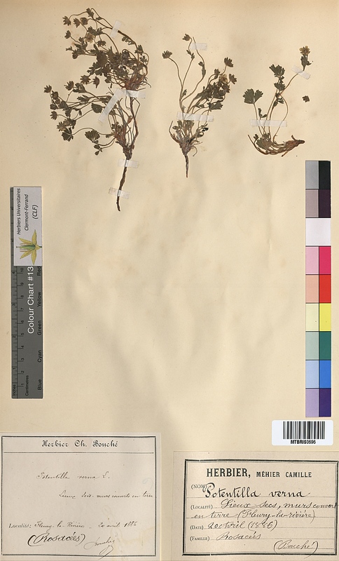 Potentilla verna (Rosaceae)