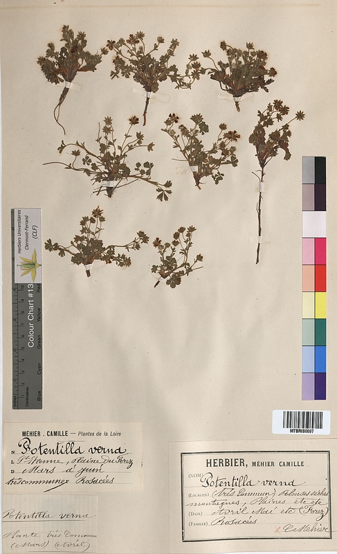 Potentilla verna (Rosaceae)