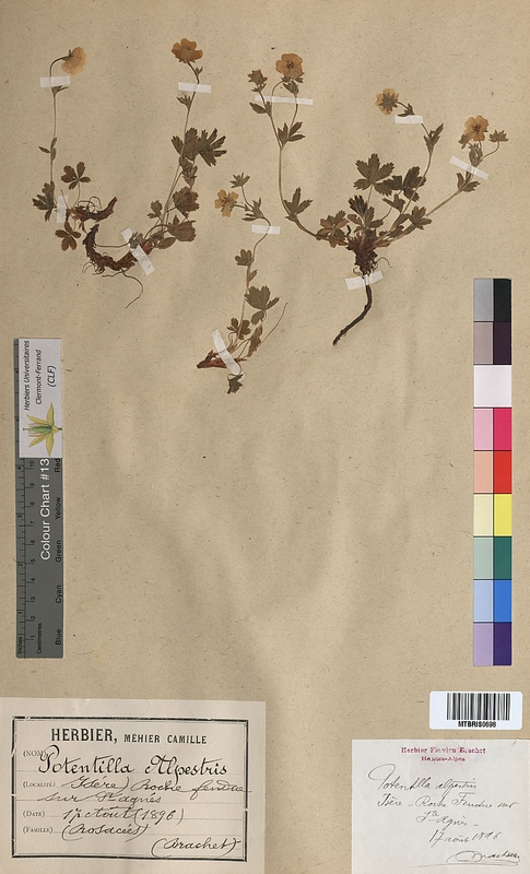 Potentilla alpestris (Rosaceae)