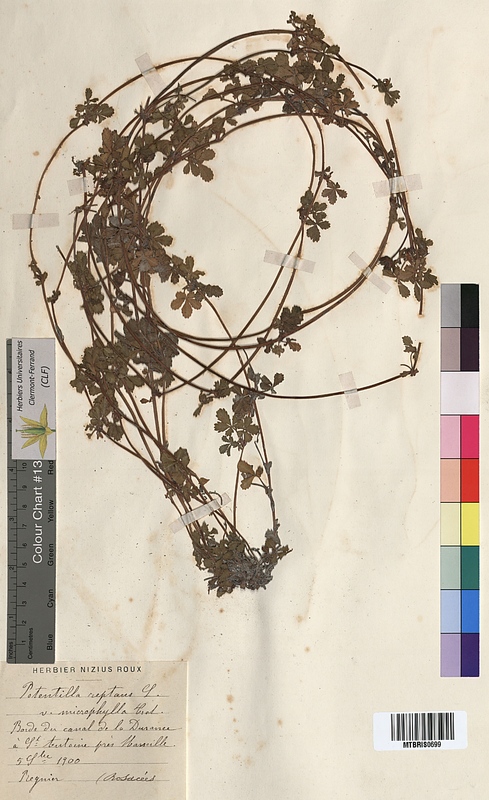 Potentilla reptans (Rosaceae)