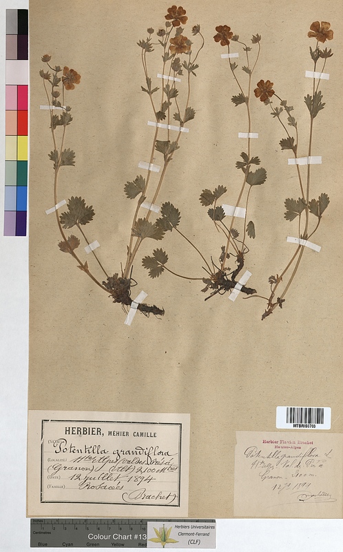 Potentilla grandiflora (Rosaceae)