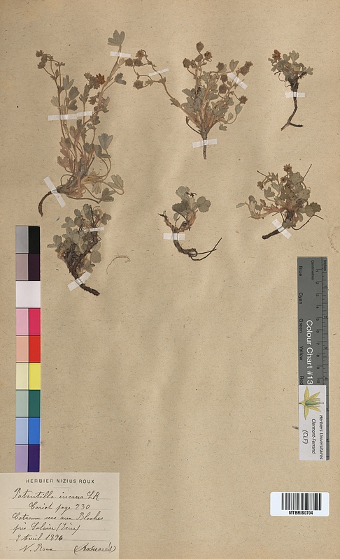 Potentilla incana (Rosaceae)