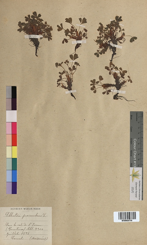 Sibbaldia procumbens (Rosaceae)