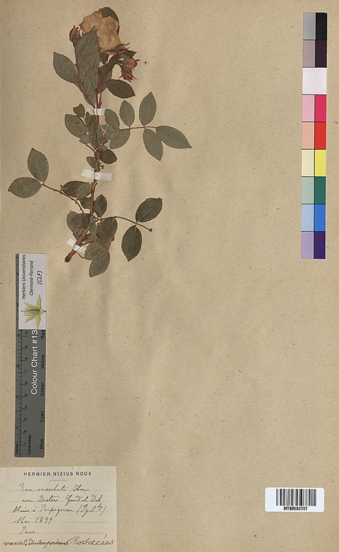 Rosa moschata (Rosaceae)