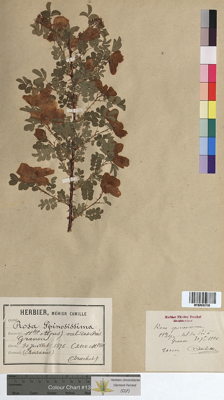 Rosa spinosissima (Rosaceae)