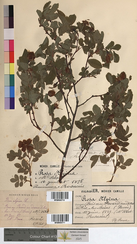 Rosa alpina (Rosaceae)