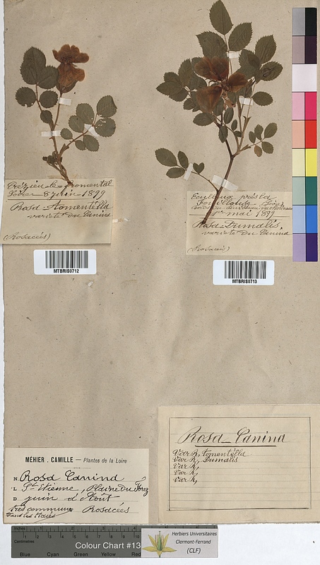 Rosa canina (Rosaceae)