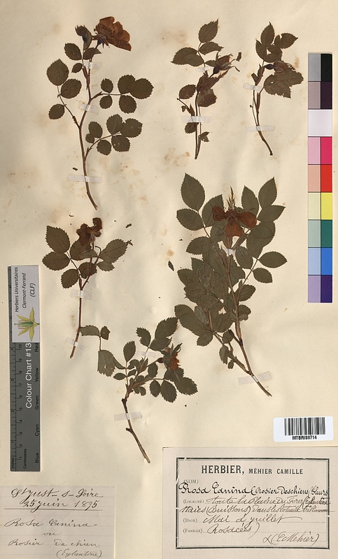Rosa canina (Rosaceae)