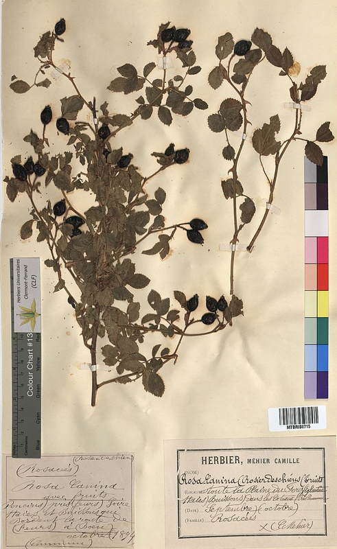 Rosa canina (Rosaceae)