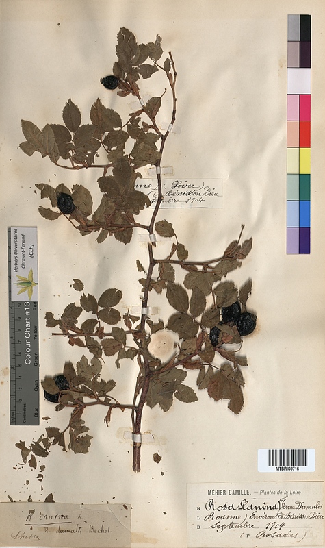 Rosa canina (Rosaceae)