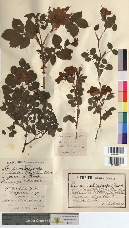 Rosa rubiginosa (Rosaceae)