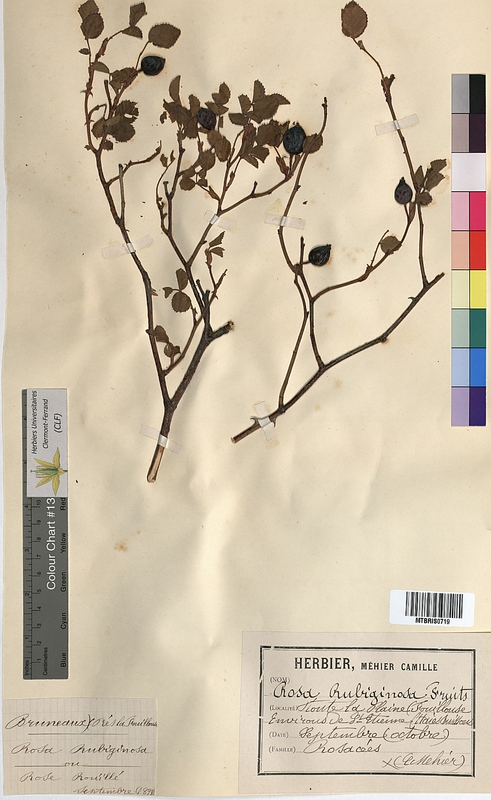 Rosa rubiginosa (Rosaceae)