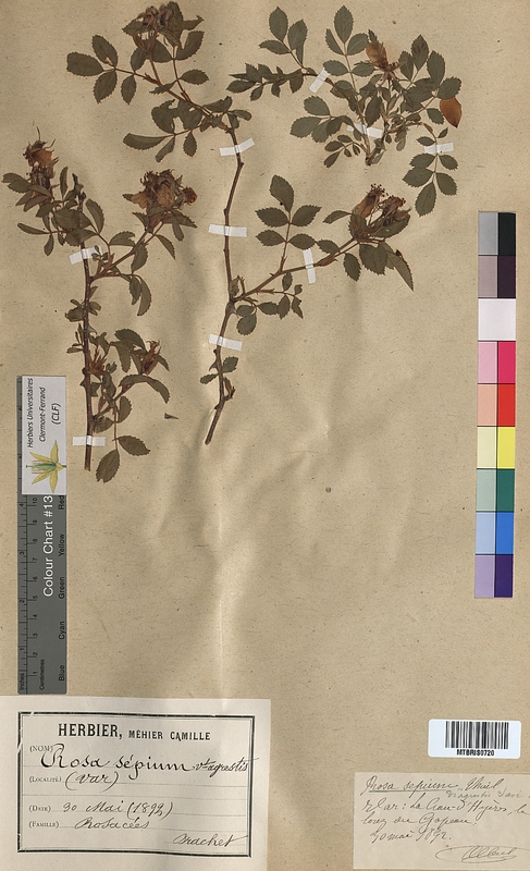 Rosa sepium (Rosaceae)
