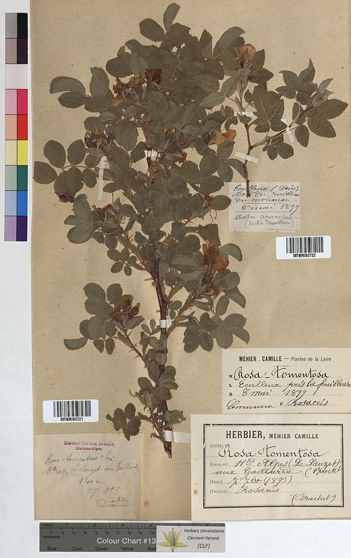 Rosa cinerascens (Rosaceae)