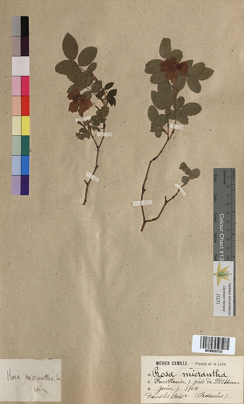 Rosa micrantha (Rosaceae)
