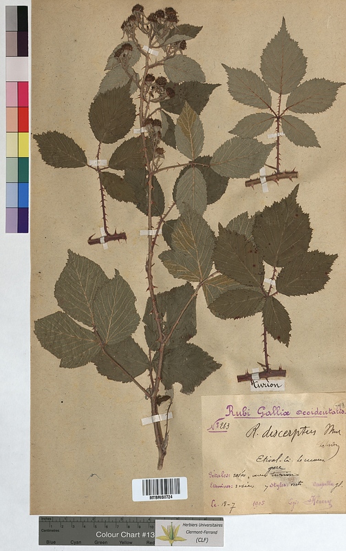 Rubus discerptus (Rosaceae)