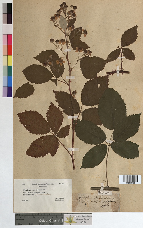 Rubus candicans (Rosaceae)