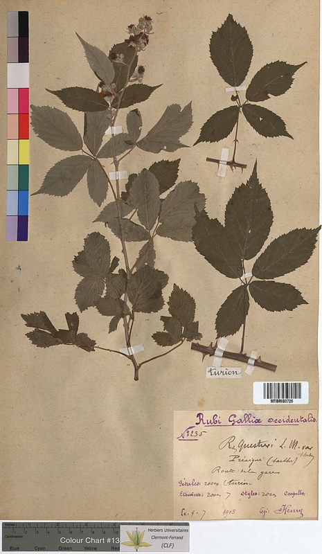 Rubus questieri (Rosaceae)