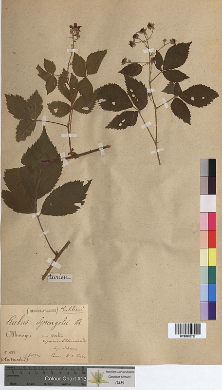 Rubus sprengelii (Rosaceae)