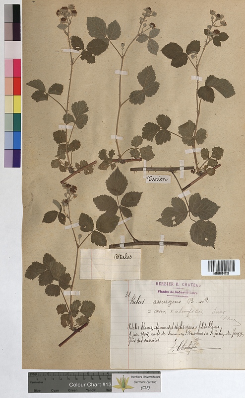 Rubus x assurgens (Rosaceae)