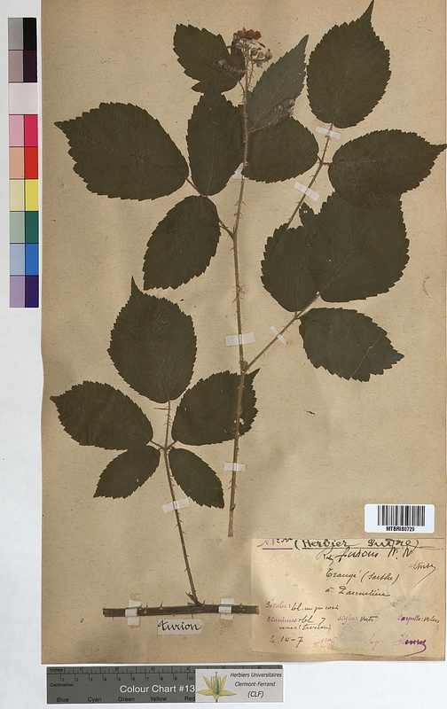 Rubus fuscus (Rosaceae)