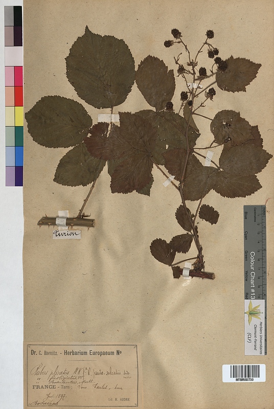 Rubus plicatus (Rosaceae)