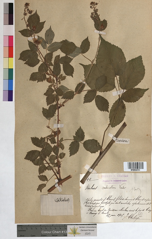 Rubus sulcatus (Rosaceae)