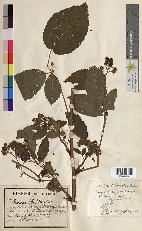 Rubus suberectus (Rosaceae)
