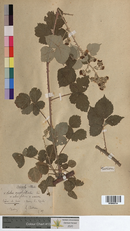 Rubus x amplifoliatus (Rosaceae)