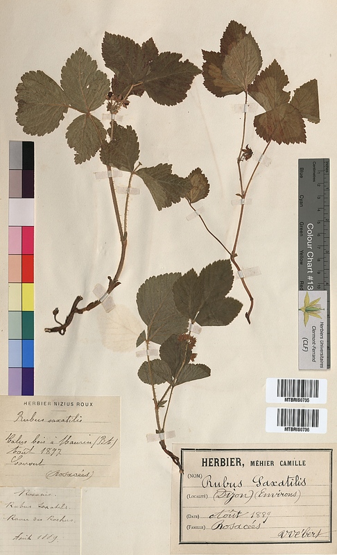 Rubus saxatilis (Rosaceae)