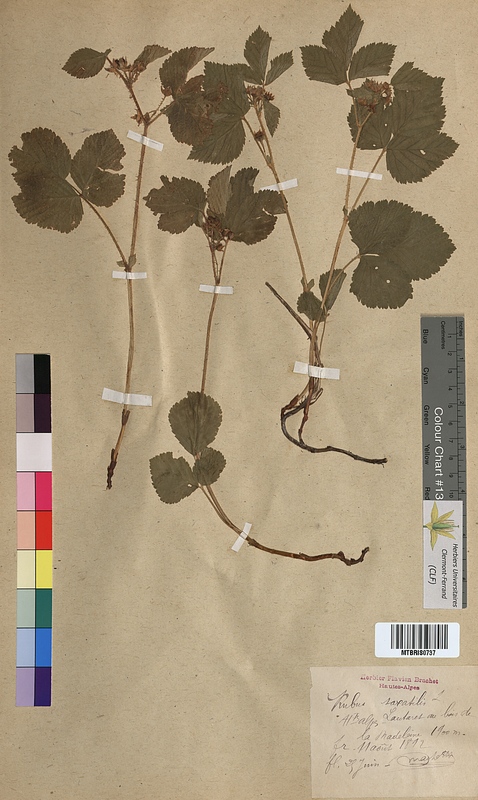 Rubus saxatilis (Rosaceae)