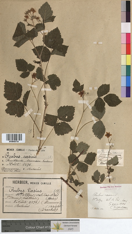 Rubus caesius (Rosaceae)