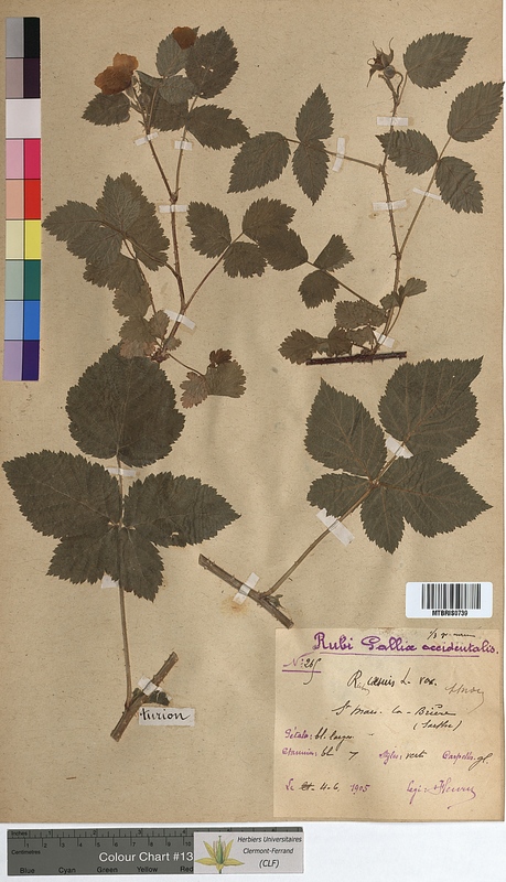 Rubus caesius (Rosaceae)