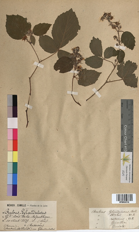 Rubus glandulosus (Rosaceae)