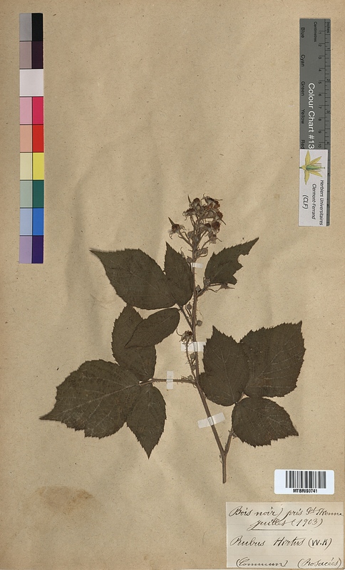 Rubus hirtus (Rosaceae)
