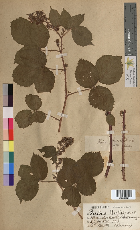 Rubus hirtus (Rosaceae)