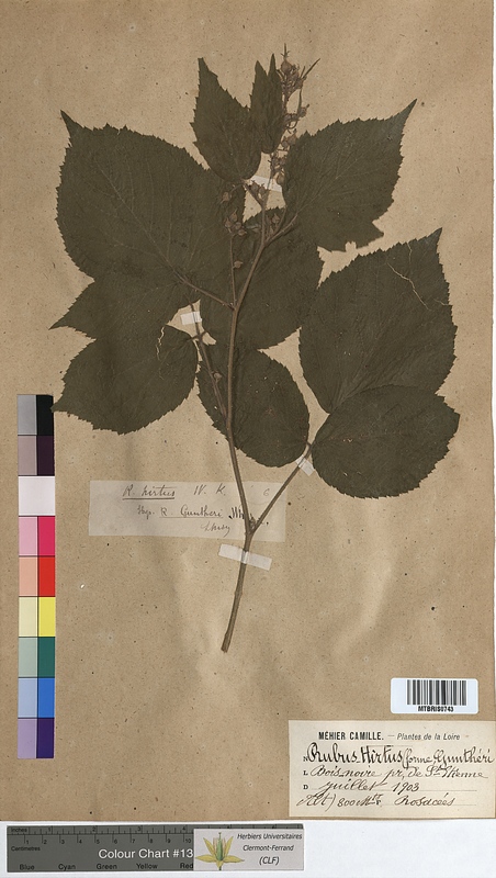 Rubus hirtus (Rosaceae)